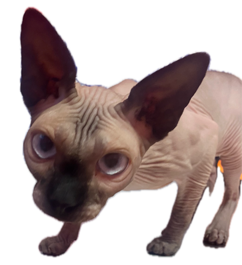 Sphynx