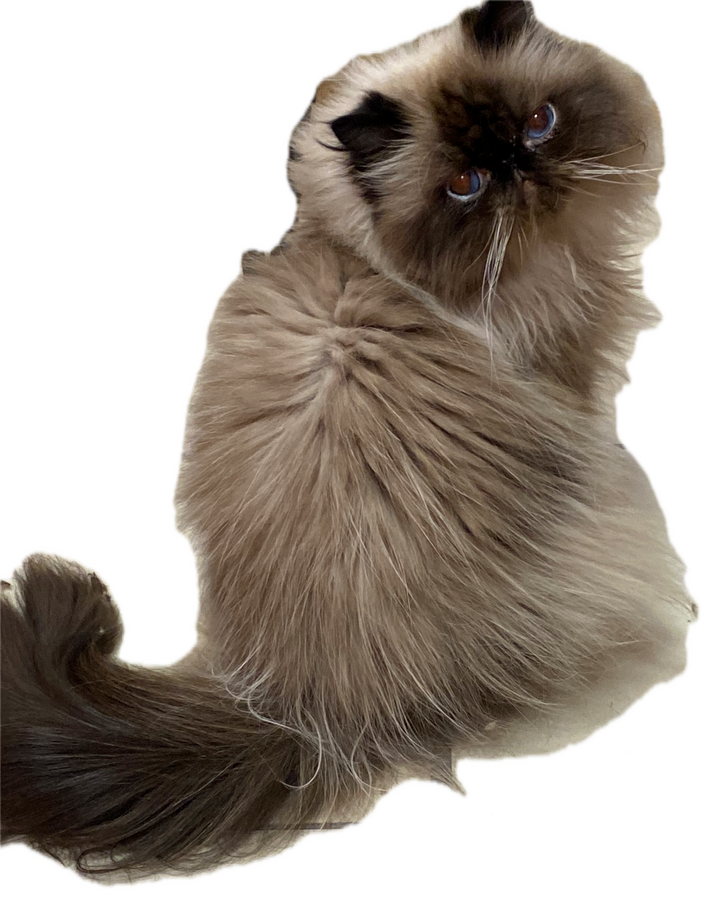 Lion Cut - Before