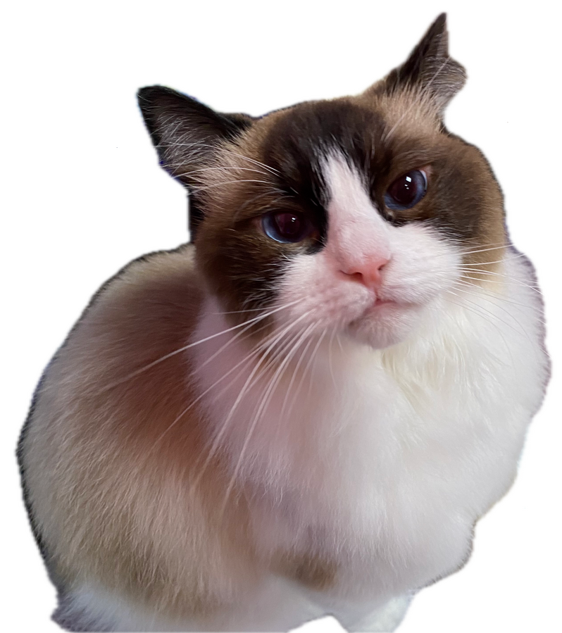 Lion Cut